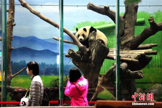 台北大熊猫圆仔长大变稳重：爬树不再拆光枝叶